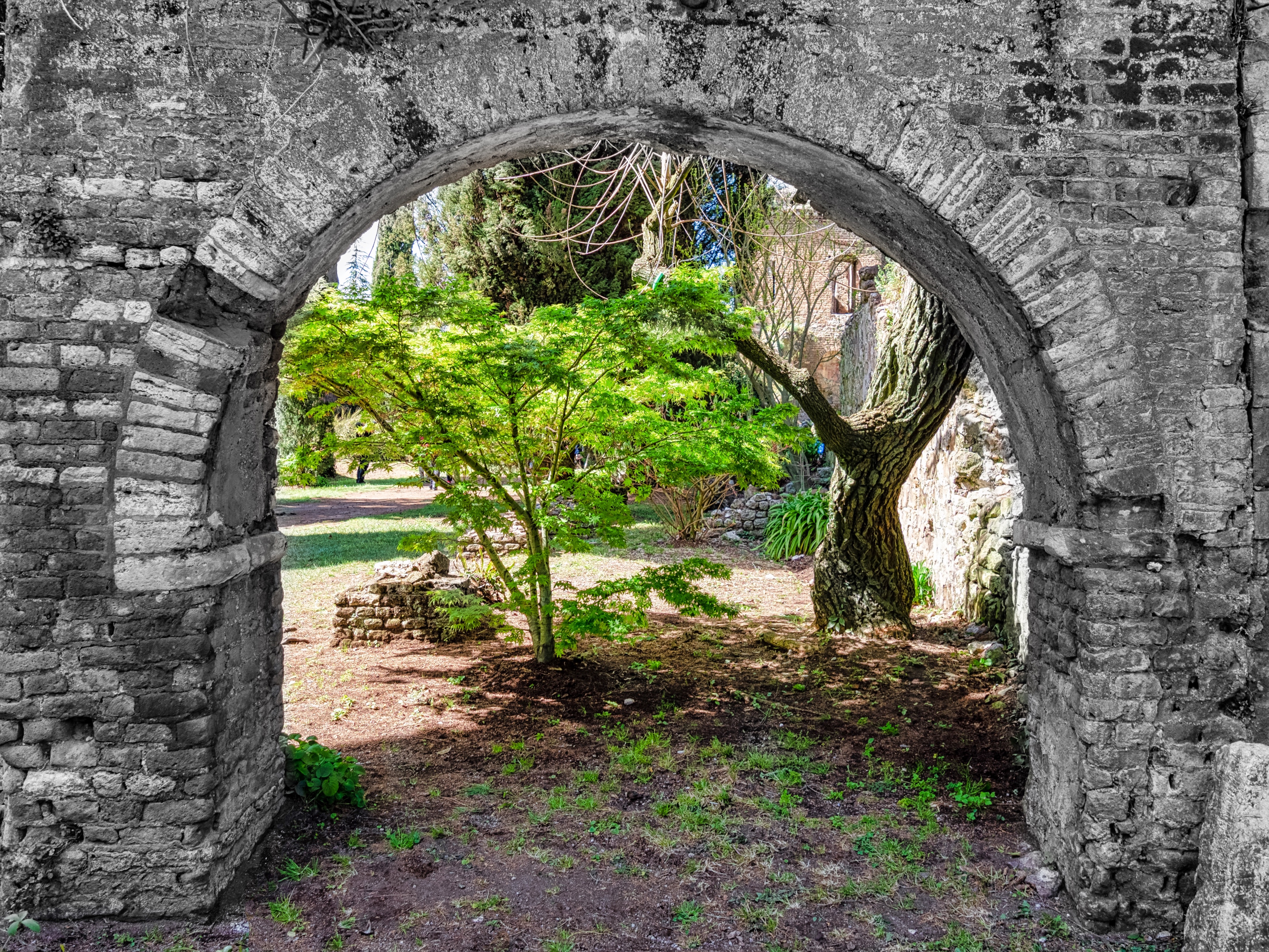 Arch and Tree